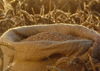 EU to Impose Heavy Tariffs on Grain and Grain Products Imports from Russia and Belarus Starting July 1