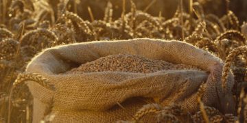 EU to Impose Heavy Tariffs on Grain and Grain Products Imports from Russia and Belarus Starting July 1