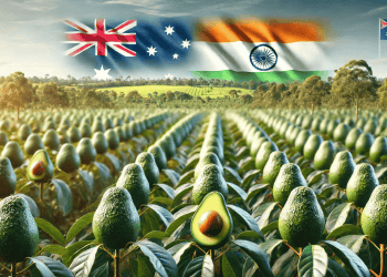 Australia Signs Free Trade Deal with India to Boost Avocado Exports