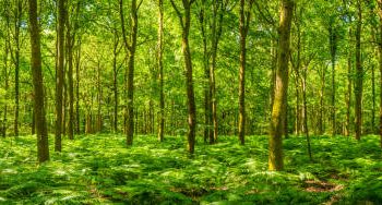 New EU Forest Monitoring Law Aims to Enhance Data Collection and Risk Management
