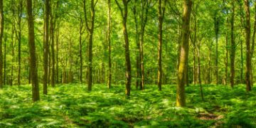 New EU Forest Monitoring Law Aims to Enhance Data Collection and Risk Management