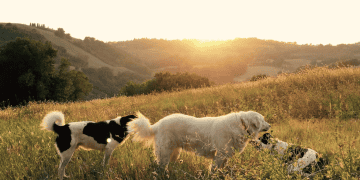 Bringing a Dog into the U.S.: Guidelines and Regulations