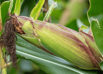 Industry Experts Advocate for Zero Import Duty on Maize under TRQ