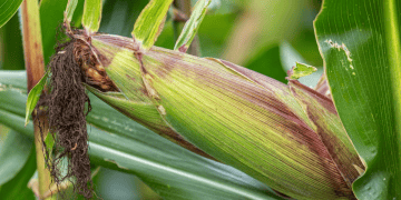 Industry Experts Advocate for Zero Import Duty on Maize under TRQ