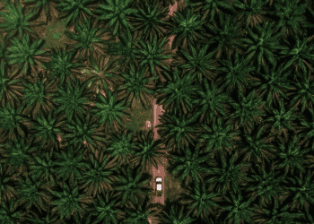 Palm Oil Prices Experience Volatility Amid Surging Exports