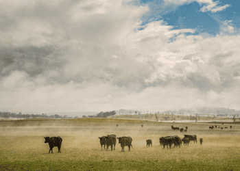 Nova Dairy Launches Initiative to Improve Animal Welfare in Cattle Supply Chain