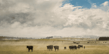 Nova Dairy Launches Initiative to Improve Animal Welfare in Cattle Supply Chain
