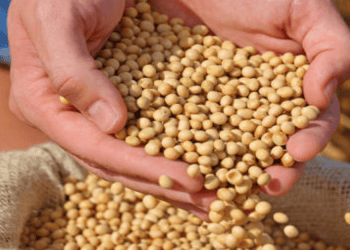 Soybean Farmers Contribute $1.3M for Soybean Meal Export Expansion