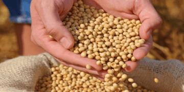 Soybean Farmers Contribute $1.3M for Soybean Meal Export Expansion