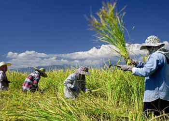 Việt Nam to Establish National Rice Council for Sustainable Production and Export