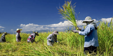 Việt Nam to Establish National Rice Council for Sustainable Production and Export
