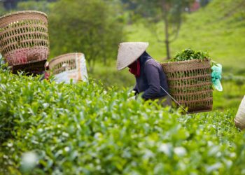 SOLAR Project Advances Labour Rights for Coffee and Tea Farmers