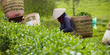 SOLAR Project Advances Labour Rights for Coffee and Tea Farmers