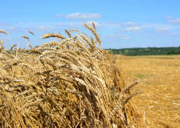 Vermont Bakeries Source Local Grain for the First Time Since the 19th Century