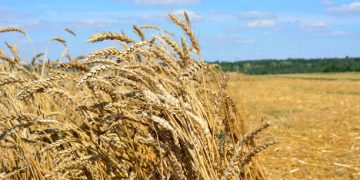 Vermont Bakeries Source Local Grain for the First Time Since the 19th Century