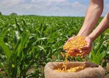 Government Approves Yellow Maize Imports from Brazil