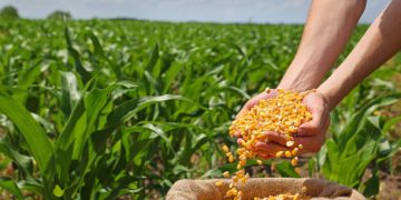 Government Approves Yellow Maize Imports from Brazil