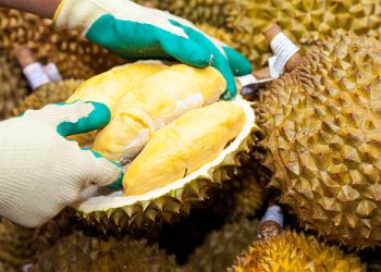 Vietnam Gains Approval to Export Frozen Durian and Fresh Coconuts to China