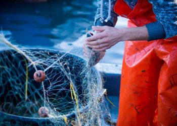 Vietnam's Fisheries Export Revenue Reports Significant Increase in July