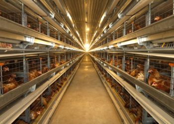 Vietnam Targets $1.5 Billion in Livestock Exports