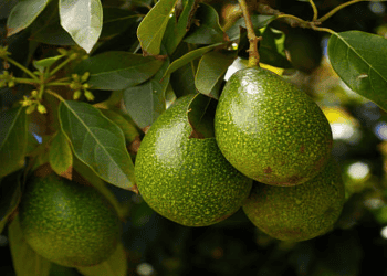 Kenya Sees Growth in Avocado Exports