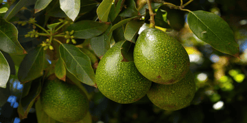 Kenya Sees Growth in Avocado Exports