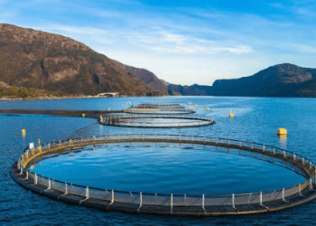 Brazil Approves Norwegian Salmon Exports Following New Agreement