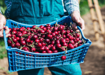 Tasmanian Cherry Growers Explore New Export Opportunities at Asia Fruit Logistica