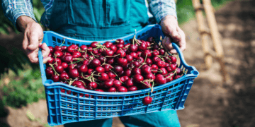 Tasmanian Cherry Growers Explore New Export Opportunities at Asia Fruit Logistica
