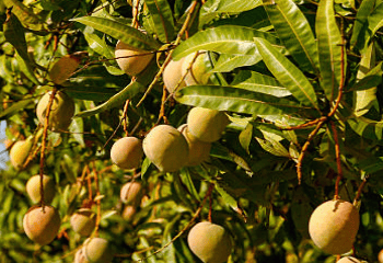 Mexican Mango Industry Remains Resilient Amidst Challenges