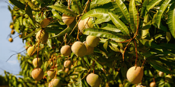 Mexican Mango Industry Remains Resilient Amidst Challenges