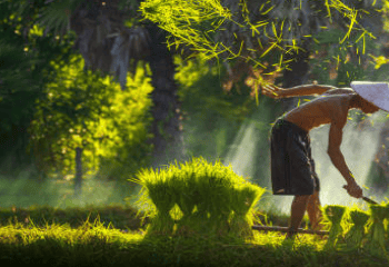 Thai Rice Export Prices Reach 14-Month Low