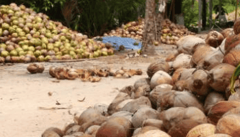 Vietnam's Coconut Exports Expected to Increase Due to Expanded Shipments to China