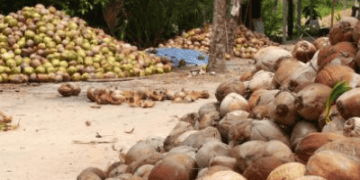 Vietnam's Coconut Exports Expected to Increase Due to Expanded Shipments to China