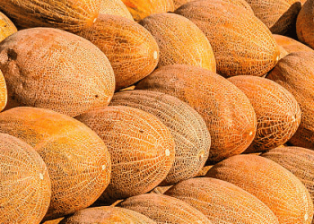 US to Import Uzbek Melons Following Export Issue Resolution