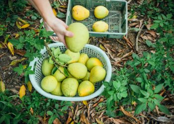 Mainland Resumes Import of Wendan Pomelos from Taiwan