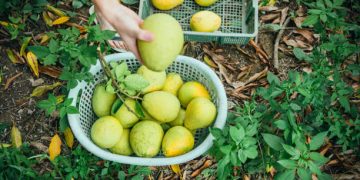 Mainland Resumes Import of Wendan Pomelos from Taiwan