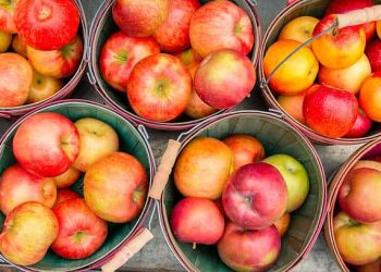 Washington Apple Commission Focuses on Exports to Canada and Mexico