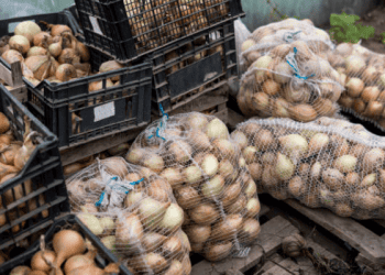 Indonesia Resumes Onion Imports from New Zealand Without Fumigation Requirement