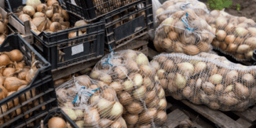Indonesia Resumes Onion Imports from New Zealand Without Fumigation Requirement