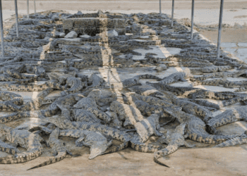 Crocodile Industry in Vietnam Sees New Export Opportunities with Revised Protocols