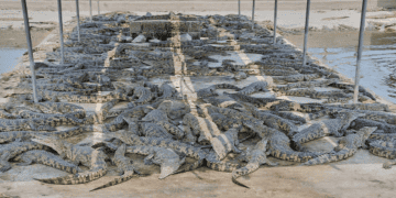 Crocodile Industry in Vietnam Sees New Export Opportunities with Revised Protocols