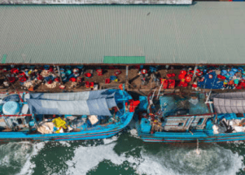 China's Growing Demand for Vietnamese Fish Bladders Marks New Export Trends