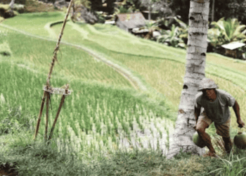 Vietnamese Coconut Exports to China on the Rise