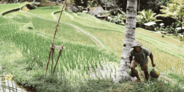 Vietnamese Coconut Exports to China on the Rise