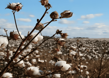 India's Cotton Exports Expected to Reach 28.50 Lakh Bales in 2023-24 Season, Says CAI