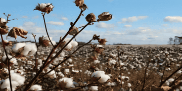 India's Cotton Exports Expected to Reach 28.50 Lakh Bales in 2023-24 Season, Says CAI