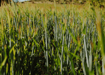 Queensland Sugar Manufacturers Seek Government Investment to Boost $4.4 Billion Industry