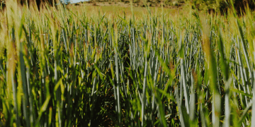 Queensland Sugar Manufacturers Seek Government Investment to Boost $4.4 Billion Industry