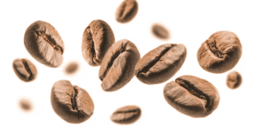 Coffee Export Turnover Experiences Significant Increase